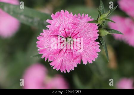 China Rosa Blume, rosa Dianthus Blüten (Dianthus chinensis) oder Regenbogen Rosa Blume auf natürlichem Feld an einem sonnigen Tag. Dianthus-Caryophyllus-Blüte Stockfoto