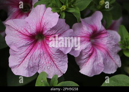 Petunia „Surfinia Hot Pink“ Stockfoto