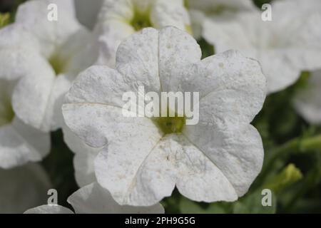 Petunia axillaris. Weiße rote und blaue Blüten von Petunia solanaceae, dicht am Gartenbett. Stockfoto