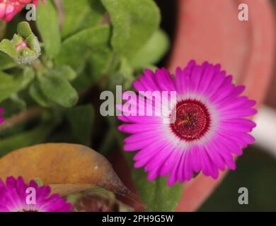 Livingstone Daisy Flower White. Eispflanze „Mesembryanthemum crystallinum“, Ficoide glaciale, Aizoaceae sukculent plant, Dorotheanthus bellidiformis. Stockfoto