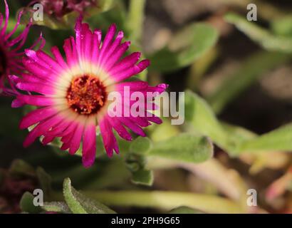 Livingstone Daisy Flower White. Eispflanze „Mesembryanthemum crystallinum“, Ficoide glaciale, Aizoaceae sukculent plant, Dorotheanthus bellidiformis. Stockfoto