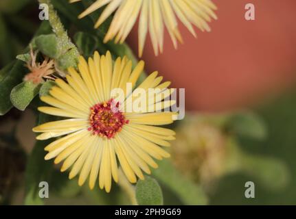 Livingstone Daisy Flower White. Eispflanze „Mesembryanthemum crystallinum“, Ficoide glaciale, Aizoaceae sukculent plant, Dorotheanthus bellidiformis. Stockfoto