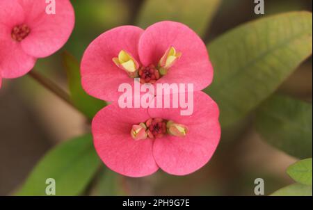 Euphorbia milii Blumen. Dornenkrone Stockfoto