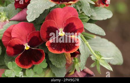 Pansy Giant Alpenglow Rote Blume. Das Gartenschweinchen (Viola x wittrockiana) ist eine Art großblütige Hybridpflanze, die als Gartenblume angebaut wird. Stockfoto