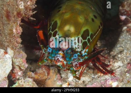 Peacock Mantis Shrimp (Odontodactylus scyllarus) Lempriv Strait, North Sulawesi, Indonesien Stockfoto