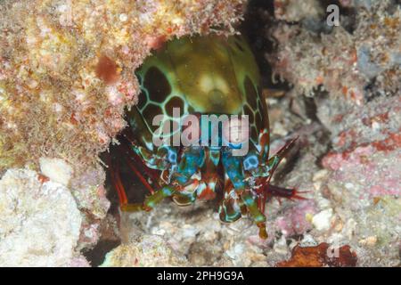 Peacock Mantis Shrimp (Odontodactylus scyllarus) Lempriv Strait, North Sulawesi, Indonesien Stockfoto