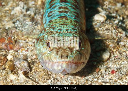 Eidechsenbarsch (Synodus variegatus) LembritStrait, North Sulawesi, Indonesien Stockfoto