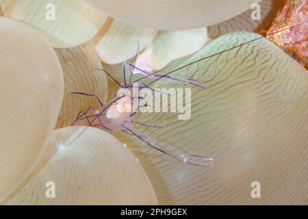 Bubble Coral Shrimp (Vir philippinensis) LembritStrait, North Sulawesi, Indonesien. Stockfoto