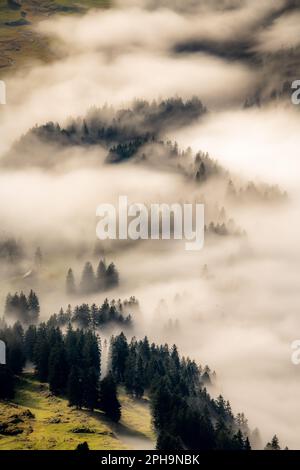 Ein Wald von oben im Nebel Stockfoto