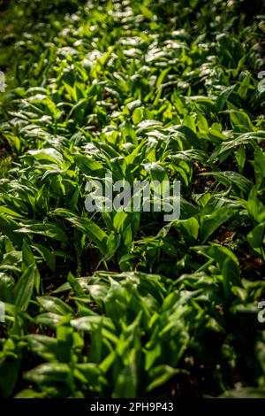 Ein kleiner Wald im East Riding of Yorkshire mit Wildknoblauchpflanzen. Stockfoto