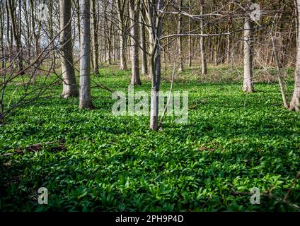 Ein kleiner Wald im East Riding of Yorkshire mit Wildknoblauchpflanzen. Stockfoto