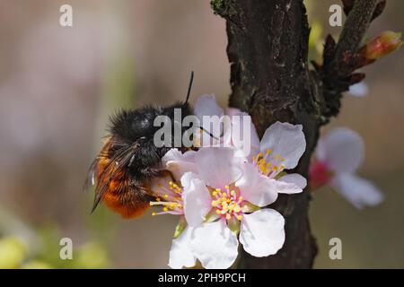 Natürliche Nahaufnahme einer weiblichen europäischen Mauerbiene, Osmia cornuta, die Nektar von einer weißen Kirschblume im Garten trinkt Stockfoto