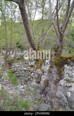 Griechenland, Thessalien, Larisa, Elassona Flampouro Village Old Watermill Area Stockfoto