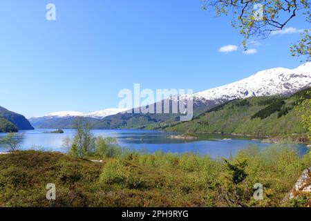 Sorfjorden, (Sørfjorden) ein 38 km langer Seitenfjord zum Hardangerfjord in Norwegen Stockfoto