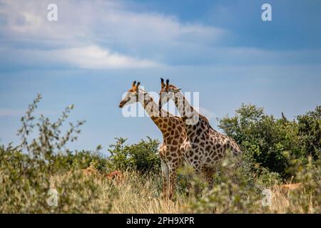 Ein paar Giraffen im Paarungsspiel in Savannah, im Imire Rhino & Wildlife Conservancy National Park, Simbabwe Stockfoto