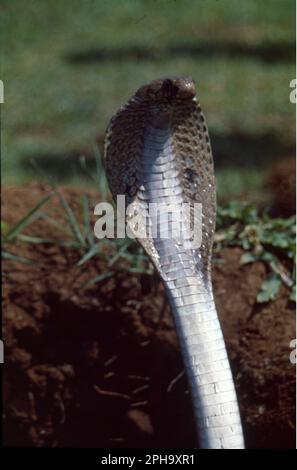 Cobra ist der gebräuchliche Name verschiedener Schlangen, von denen die meisten zur Gattung Naja gehören. Cobra ist eine der vier giftigen Schlangen, die für die meisten Todesfälle durch Schlangenbissen im Land verantwortlich sind. Stockfoto