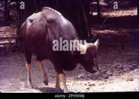 Der Gaur, auch bekannt als indischer Bison, ist ein in Südasien und Südostasien heimisches Rind und wurde seit 1986 auf der Roten Liste der IUCN als gefährdet eingestuft. Die Mehrheit existiert in Indien. Wissenschaftlicher Name: Bos gaurus Stockfoto