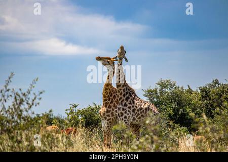 Ein paar Giraffen im Paarungsspiel in Savannah, im Imire Rhino & Wildlife Conservancy National Park, Simbabwe Stockfoto