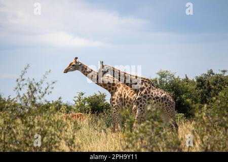 Ein paar Giraffen im Paarungsspiel in Savannah, im Imire Rhino & Wildlife Conservancy National Park, Simbabwe Stockfoto