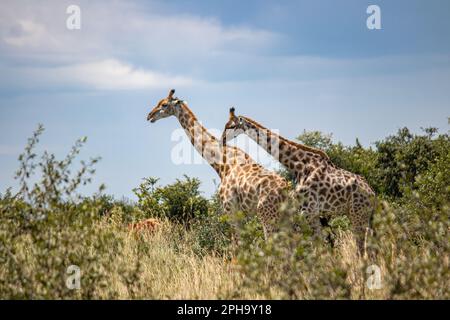 Ein paar Giraffen im Paarungsspiel in Savannah, im Imire Rhino & Wildlife Conservancy National Park, Simbabwe Stockfoto