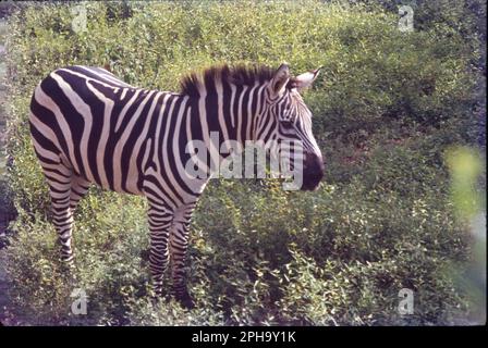 Zebras sind afrikanische Pferde mit markanten schwarz-weiß gestreiften Mänteln. Es gibt drei lebende Arten: Das Grévy-Zebra, das Plains-Zebra und das Bergzebra. Zebras teilen sich die Gattung Equus mit Pferden und Eseln, wobei die drei Gruppen die einzigen lebenden Mitglieder der Familie Equiden sind. Stockfoto