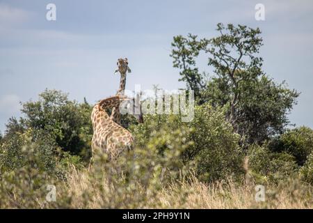 Ein paar Giraffen im Paarungsspiel in Savannah, im Imire Rhino & Wildlife Conservancy National Park, Simbabwe Stockfoto