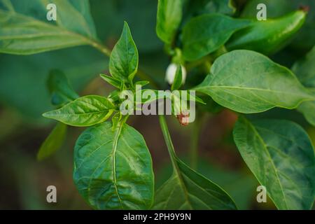 Blume aus Pfeffer und saftigen grünen Blättern, selektiver Fokus. Blumenpfeffer unter grünen Blättern im Garten. Die ersten Blüten gepflanzter Paprika Stockfoto