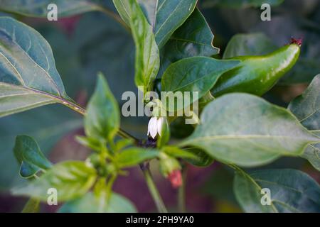 Weiße Blume aus Pfeffer und saftige grüne Blätter, selektiver Fokus. Blumenpfeffer unter grünen Blättern im Garten. Die ersten Blumen, die gepflanzt wurden Stockfoto