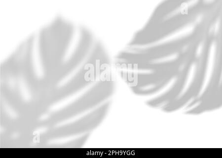 Der Schatten der tropischen Blätter an der weißen Wand. Große tropische Pflanzen, Reben-Monstera. Schwarzweißbild zum Überlagern von Fotos oder Layouts. Stockfoto