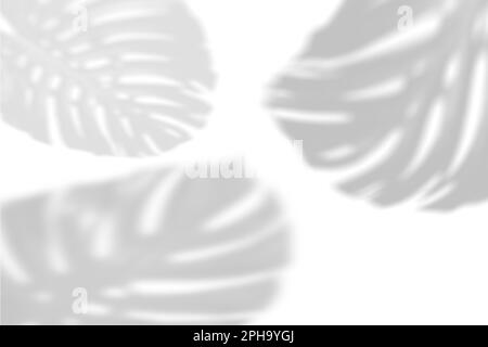 Der Schatten der tropischen Blätter an der weißen Wand. Große tropische Pflanzen, Reben-Monstera. Schwarzweißbild zum Überlagern von Fotos oder Layouts. Stockfoto