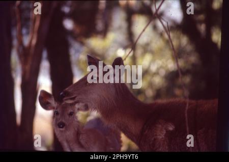 Der gefleckte Hirsch, auch bekannt als Chital, ist die häufigste Hirschart in den indischen Wäldern. Auch bekannt als Achsenhirsch, ist eine Hirschart, die auf dem indischen Subkontinent heimisch ist. Wissenschaftliche Bezeichnung: Achse. Stockfoto