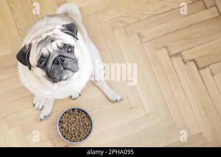 Ein beigefarbener Hund sitzt auf einem Holzboden neben einer Schüssel mit Essen und schaut traurigerweise in die Kamera. Stockfoto