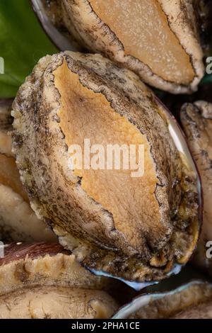 Köstliche rohe Abalone auf einem Teller mit Salat auf Holztisch. Stockfoto