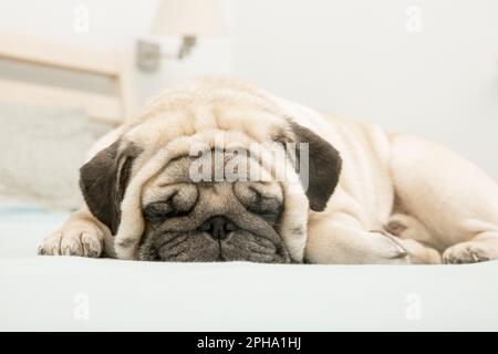 Beige süße Hundekuschel liegt und schläft auf dem Bett. Nahaufnahme Stockfoto