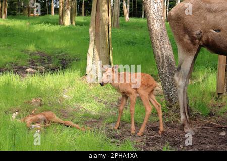 Europäisches Moosekalb, Alces alces, auch bekannt als Elch, in Schweden Stockfoto