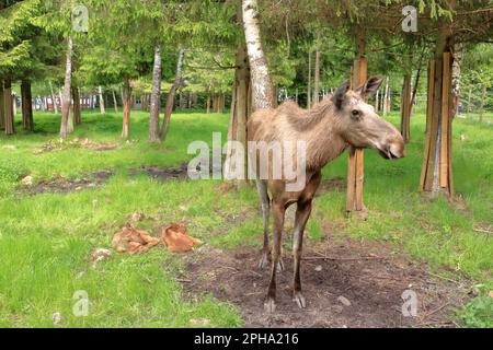 Europäisches Moosekalb, Alces alces, auch bekannt als Elch, in Schweden Stockfoto