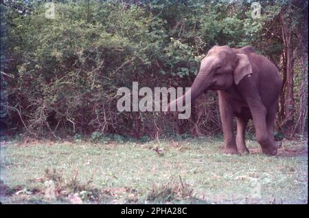 Der indische Elefant ist eine von vier bekannten Subarten des asiatischen Elefanten und auf dem asiatischen Festland heimisch. Seit 1986 ist der asiatische Elefant auf der Roten Liste der IUCN als vom Aussterben bedroht aufgeführt, da die Wildpopulation seit den 1930er bis 1940er, d. h. seit drei Elefantengenerationen, um mindestens 50 % zurückgegangen ist. Der asiatische Elefant (Elephas maximus), auch bekannt als der asiatische Elefant, ist die einzige lebende Art der Gattung Elephas. Indische Elefanten sind unglaublich intelligent und ausdrucksstark. Sie sind etwa 6,6 bis 11,5 Meter groß und wiegen etwa 6000 bis 11.000 Pfund. Stockfoto