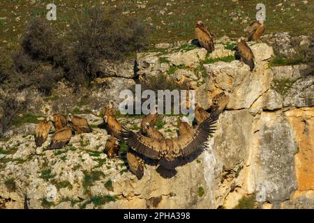 Der Greifgeier landet auf Granitfelsen in der frühen Morgensonne Stockfoto