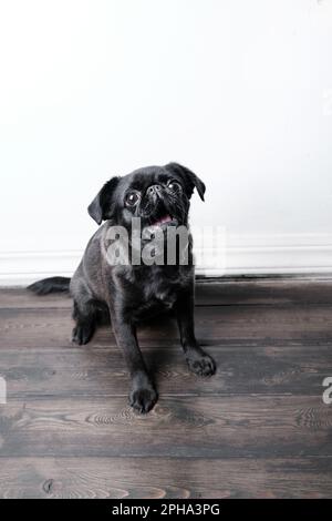 Porträt eines hübschen Brabancon oder Griffon Hundes, der in die Kamera schaut, mit offenem Mund, lustigem Gesicht, über weißer Wand posiert, Nahaufnahme. Stockfoto