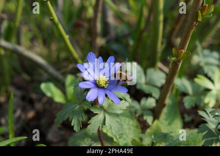 Bombylius Major und Anemonoides blanda Stockfoto