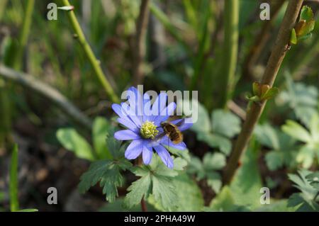 Bombylius Major und Anemonoides blanda Stockfoto