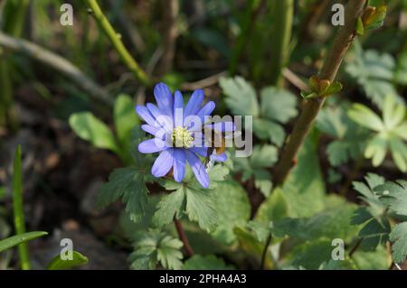 Bombylius Major und Anemonoides blanda Stockfoto