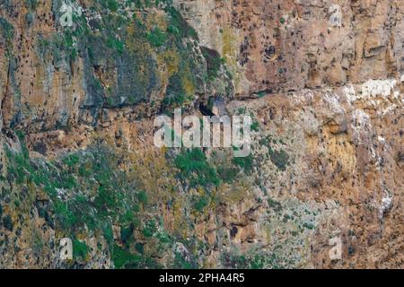 Der Greifgeier landet auf Granitfelsen in der frühen Morgensonne Stockfoto