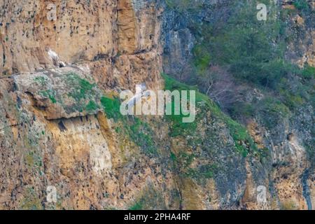 Der Greifgeier landet auf Granitfelsen in der frühen Morgensonne Stockfoto