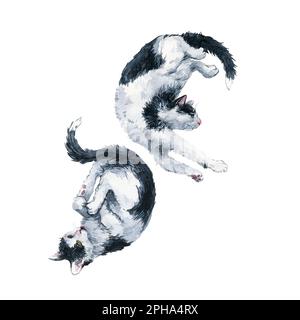 Duett der zweifarbigen schwarz-weißen Katze harmoniert. Beschneidungspfad für Aquarellmalerei isoliert auf weißem Hintergrund. Grafik für Stoff, T-Shirt, Stockfoto