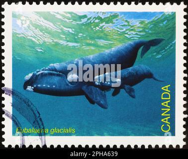 Nordatlantik-Glattwale auf kanadischer Briefmarke Stockfoto