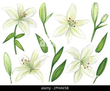 Weiße Lilien Aquarell-Clipart-Set. Sanfte weiße Blüten isoliert auf weißem Hintergrund. Clipart für Grußkarten, Hochzeitseinladungen, Geburtstagskarte Stockfoto