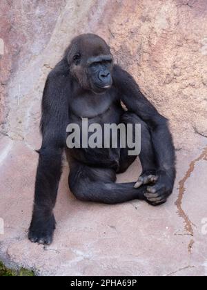 Weiblicher westlicher Tieflandgorilla (Gorilla Gorilla Gorilla). Zoo Bioparc Fuengirola, Málaga, Spanien. Stockfoto