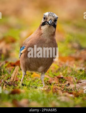 Nahaufnahme eines eurasischen jay auf üppigem grünen Gras und trockenen braunen Blättern. Stockfoto