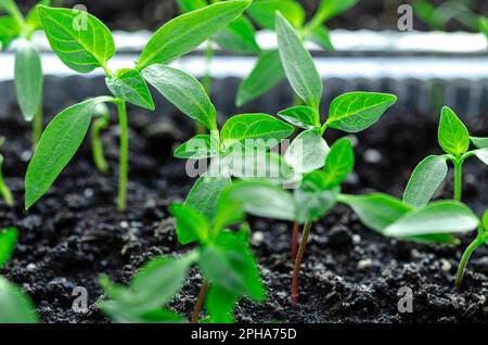 Pfefferkeimlinge wachsen im Boden für Setzlinge und können im Gewächshaus gepflanzt werden Stockfoto